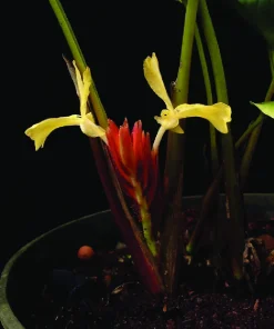 GỪNG ĐEN (Distichochlamys citrea)
