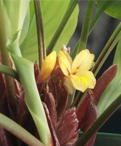 GỪNG ĐEN KHÍA ĐỎ (Distichochlamys rubrostriata)
